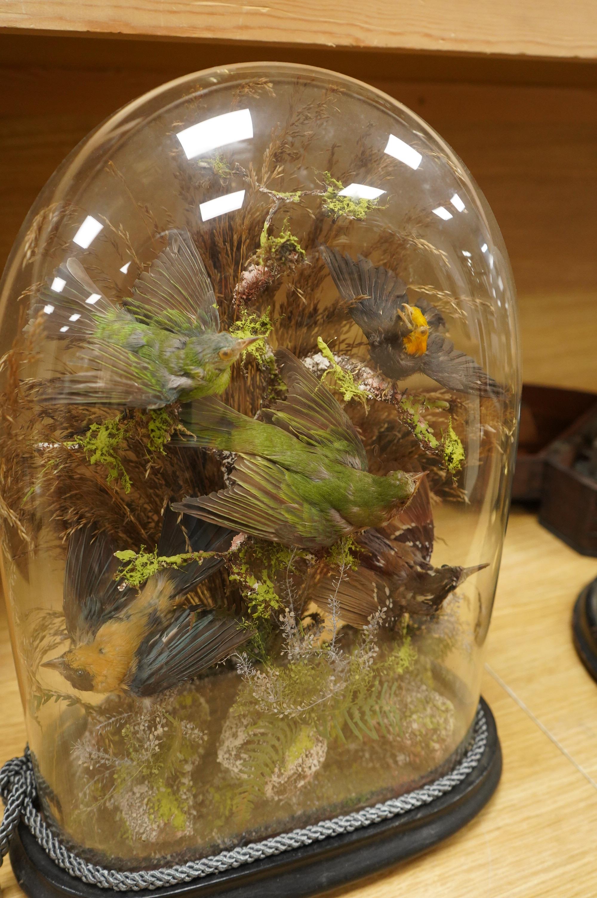 A Victorian taxidermy display of exotic birds including a golden crested myna bird, etc., contained under a glass dome with ebonised base, 40cm high